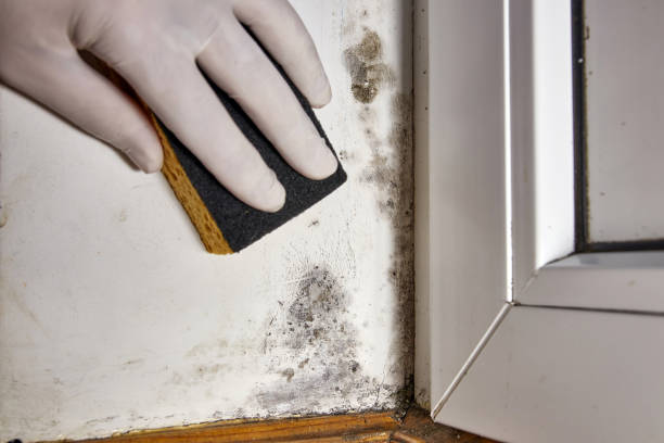 Best Mold Removal for HVAC Installations  in Taos, NM