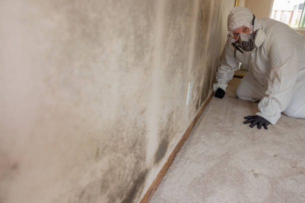 Best Mold Documentation for Insurance Claims  in Taos, NM